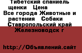 Тибетский спаниель щенки › Цена ­ 60 000 - Все города Животные и растения » Собаки   . Ставропольский край,Железноводск г.